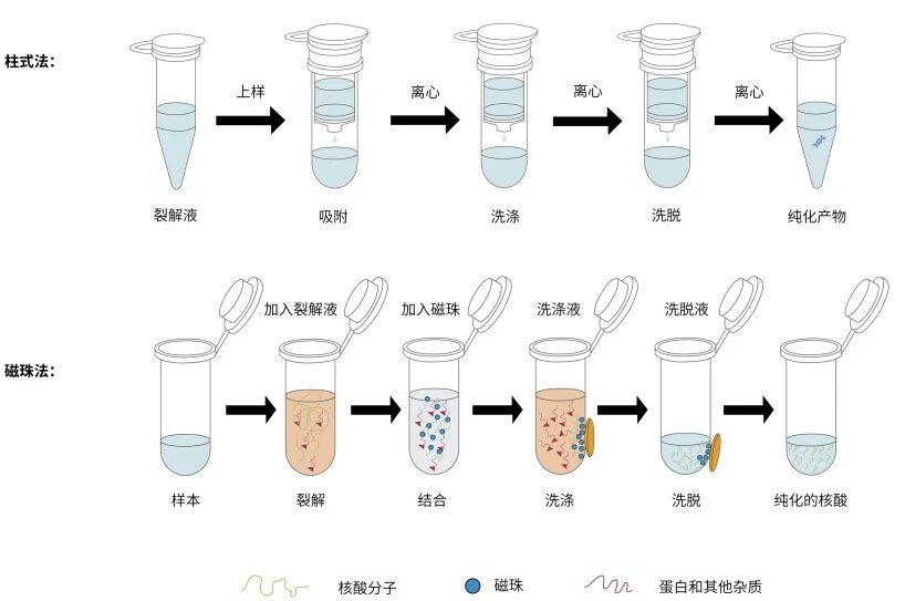 柱式法和磁珠法步骤展示图_实验室耗材厂家爱津生物