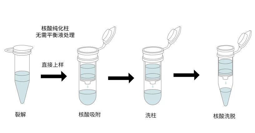 核酸纯化柱无需平衡液处理操作步骤图_爱津生物