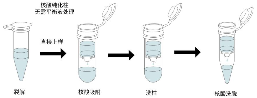 干货分享 | 质粒提取浓度偏低?这些常见原因您排查过吗?图片