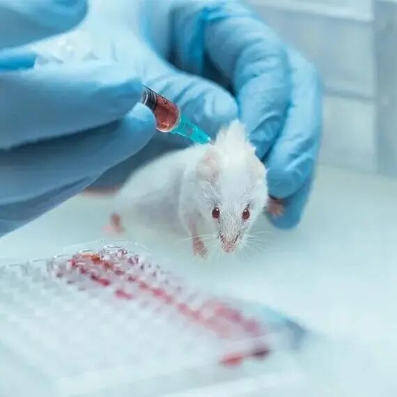 高变异度实验(如动物实验)图_爱津生物
