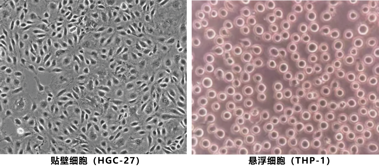 贴壁细胞(HGC-27) 悬浮细胞(THP-1)_细胞培养皿_爱津生物