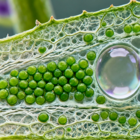 细胞培养配图_爱津生物