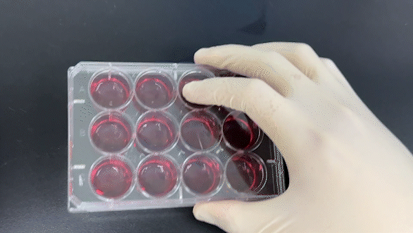 细胞培养系列_实验耗材厂家_细胞培养板_爱津生物