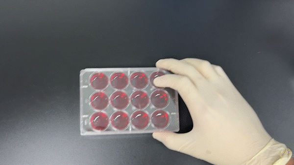 实验耗材厂家_培养均一_细胞培养板_爱津生物