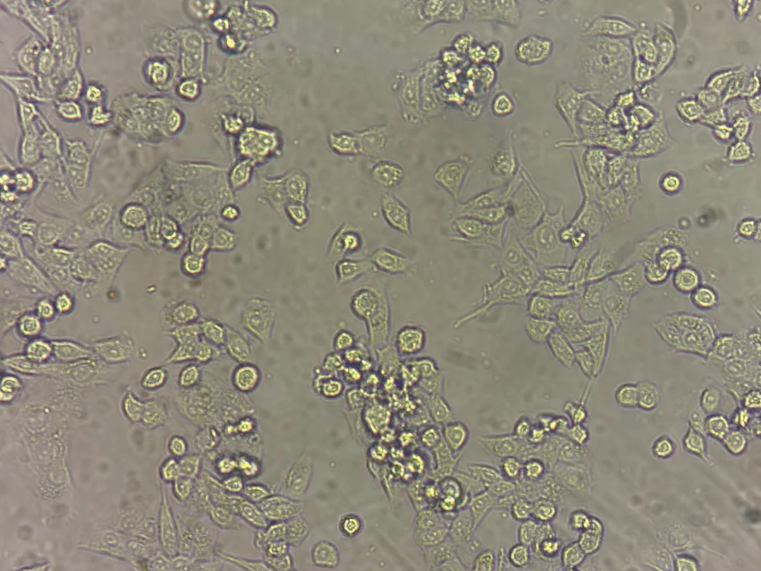 细胞培养系列_悬浮细胞_爱津生物