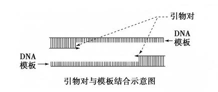 引物对与模版结合示意图_爱津生物