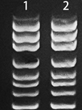爱津生物实验对比图_分子生物实验