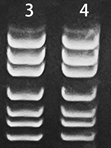 分子生物实验_实验室耗材_爱津生物