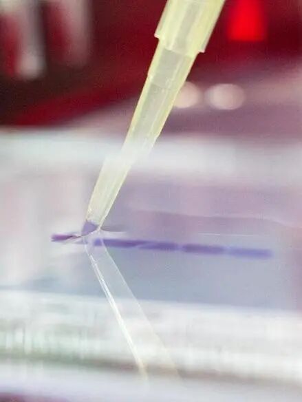 分子生物实验_全场景配图_爱津生物